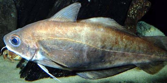 Trisopterus minutus_0444